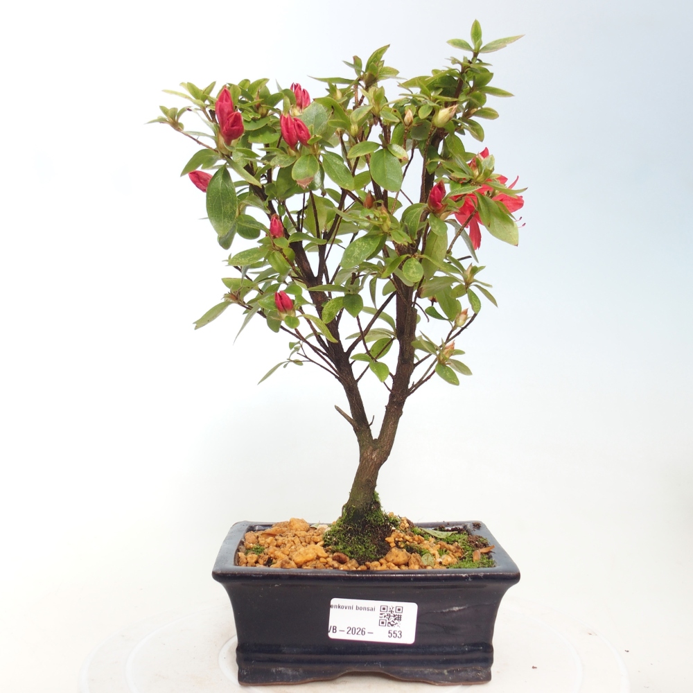 Outdoor bonsai - Azalia japońska - Azalea sp.