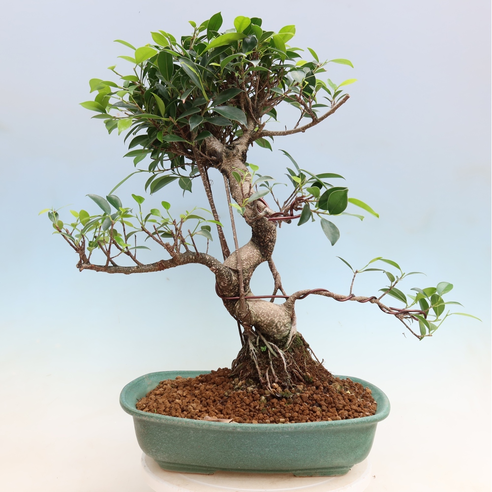 Pokój bonsai - Ficus kimmen - figowiec drobnolistny