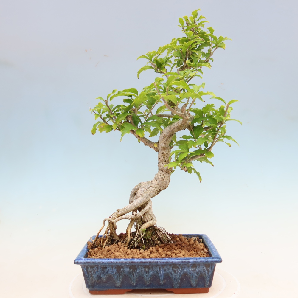 Bonsai ogrodowe – Hibiscus syriacus – hibiskus syryjski
