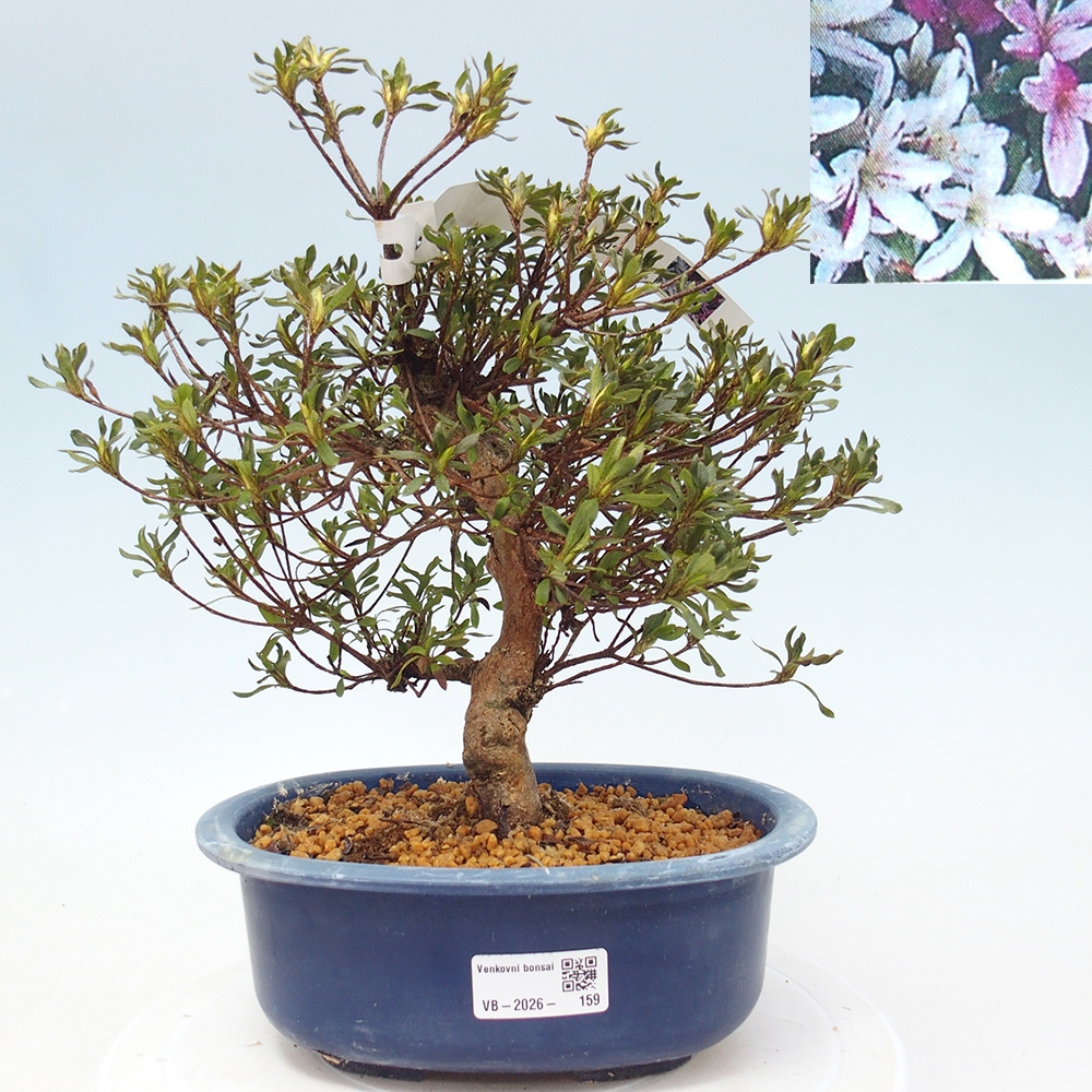 Bonsai zewnętrzne - Azalia japońska - Azalea Ryusen