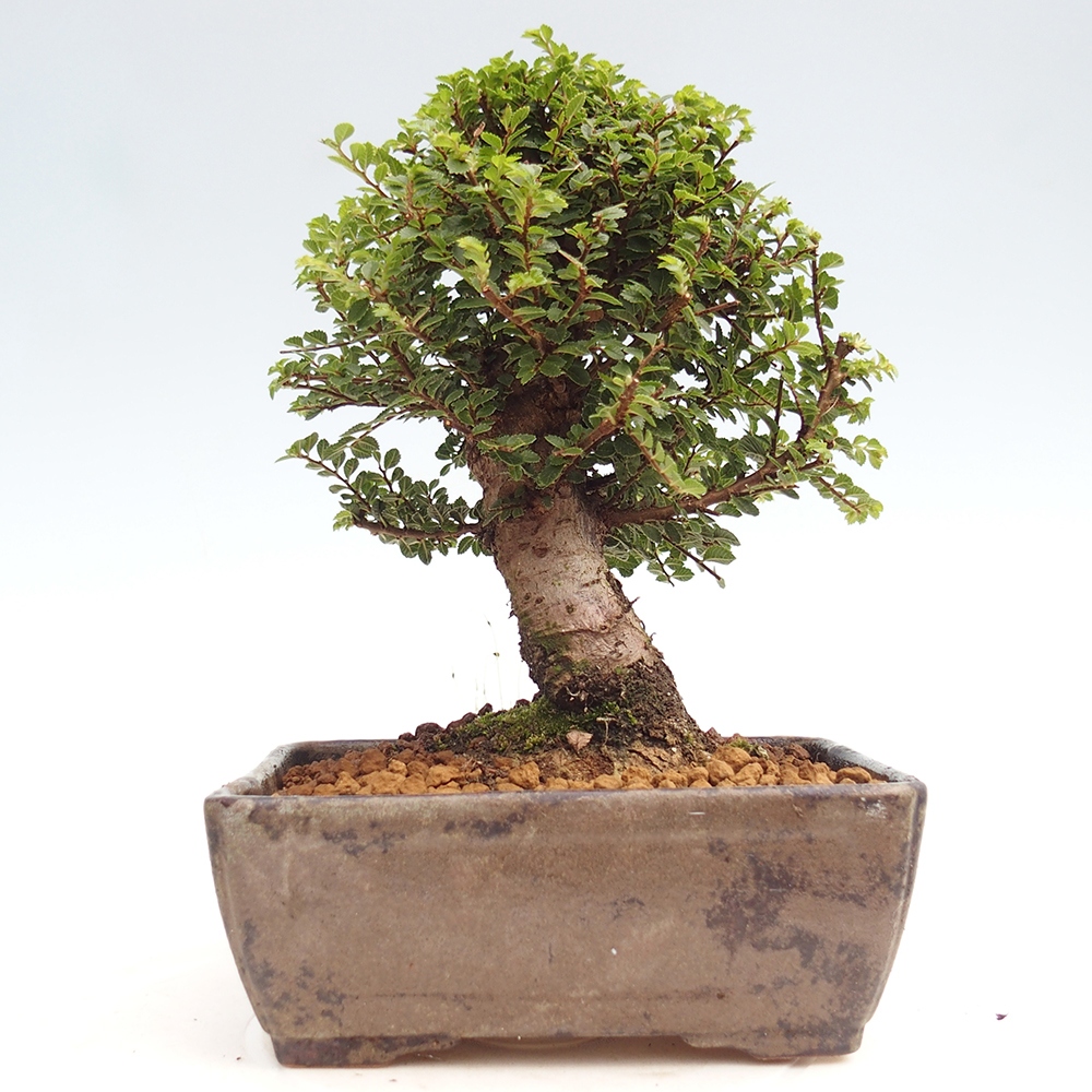 Bonsai zewnętrzne - Ulmus parvifolia Hokkaido - wiąz chiński
