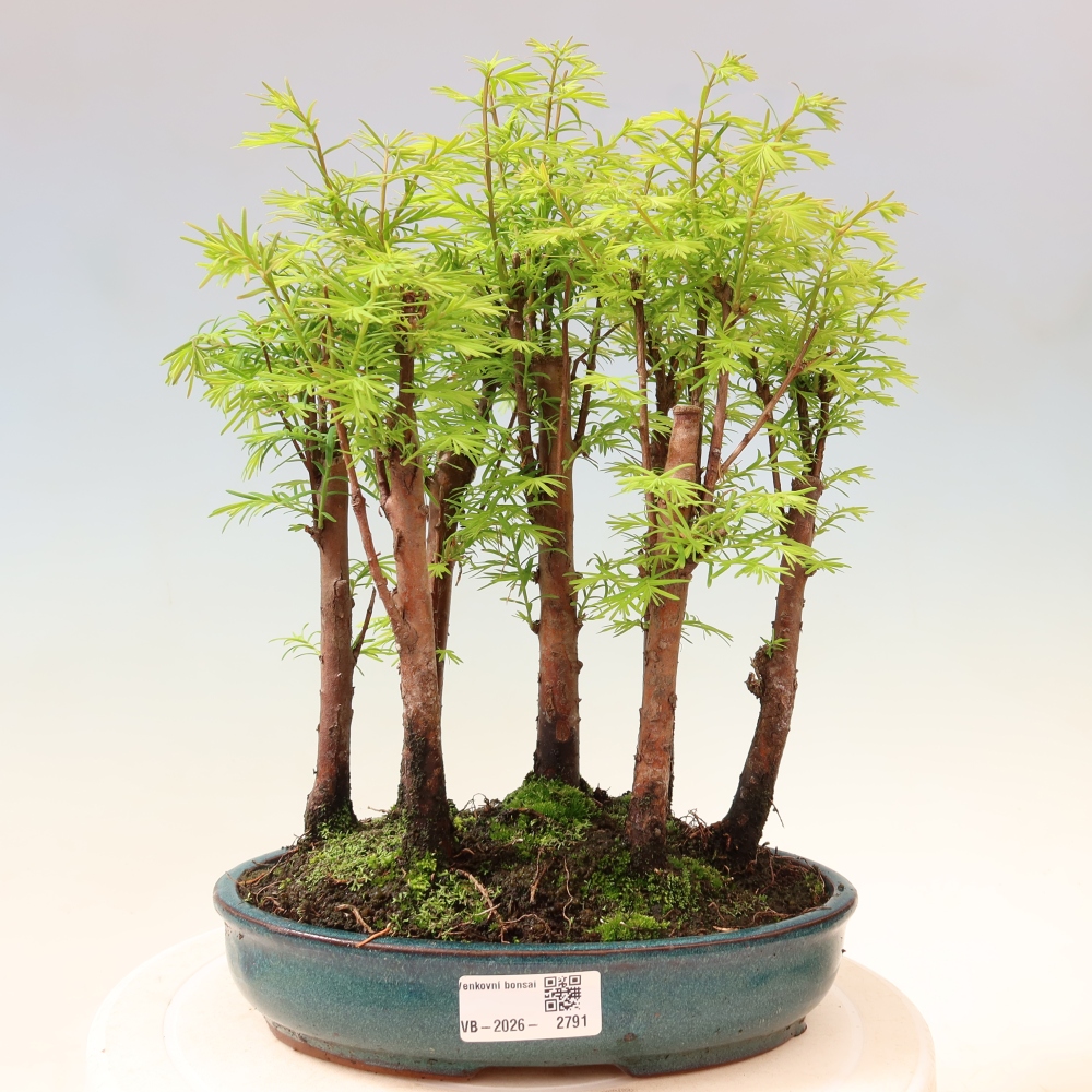 Bonsai ogrodowe – Metasequoia glyptostroboides – metasekwoja chińska – zagajnik