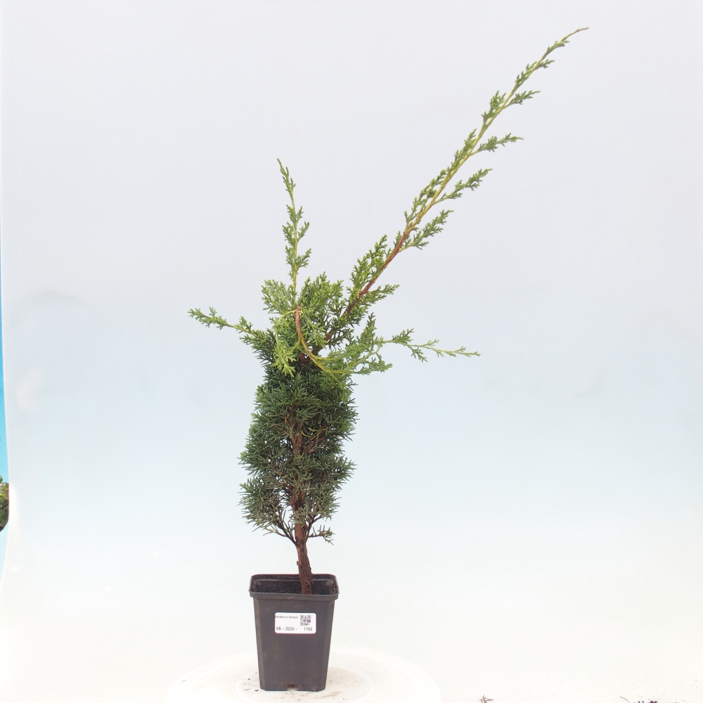 Outdoor bonsai - Juniperus chinensis Kishu