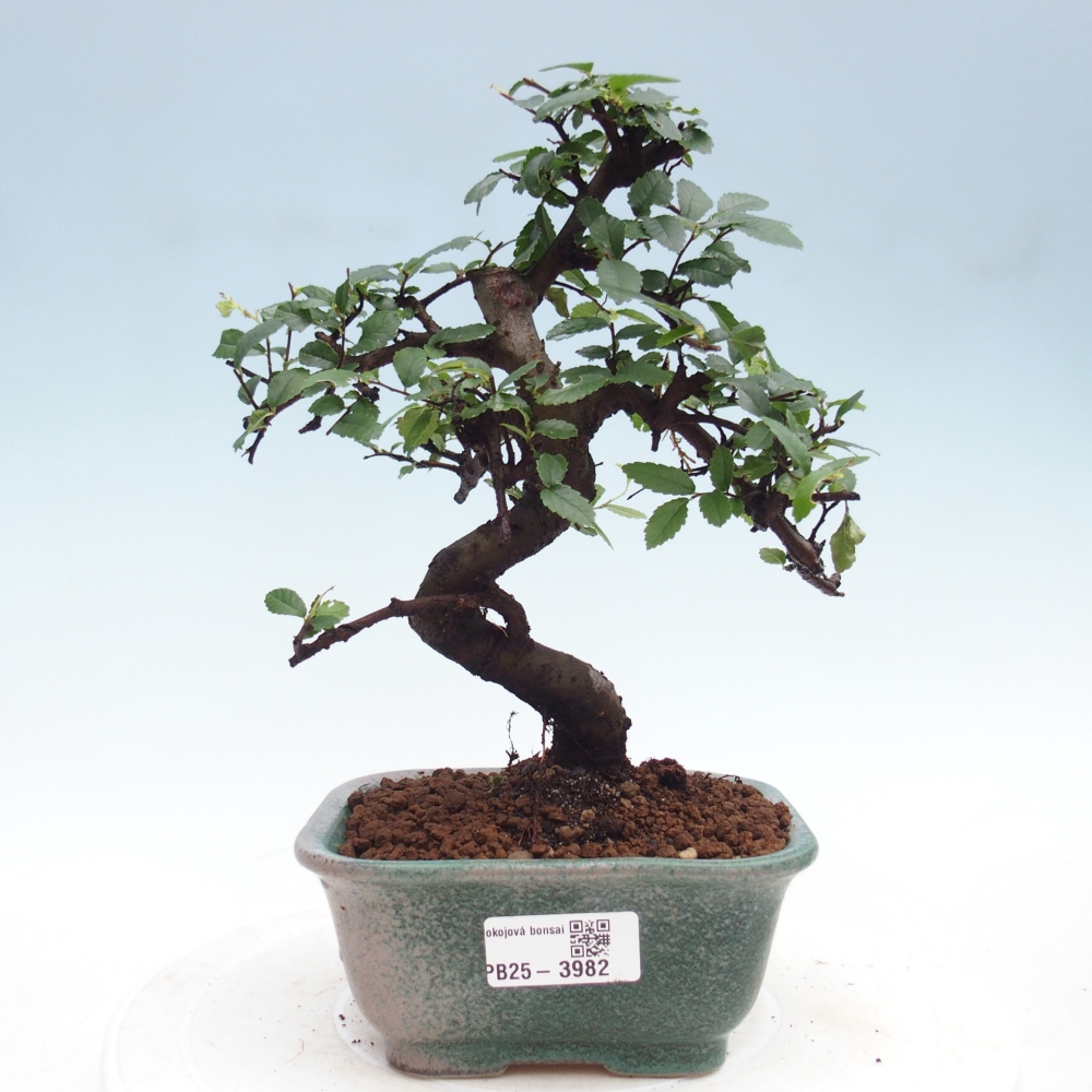 Pokój bonsai - Ulmus parvifolia - Wiąz drobnolistny
