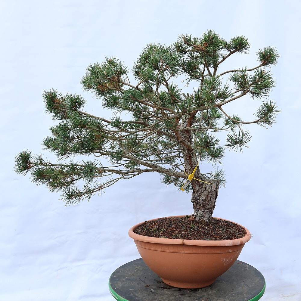 Pinus sylvestris Hiszpania – sosna zwyczajna