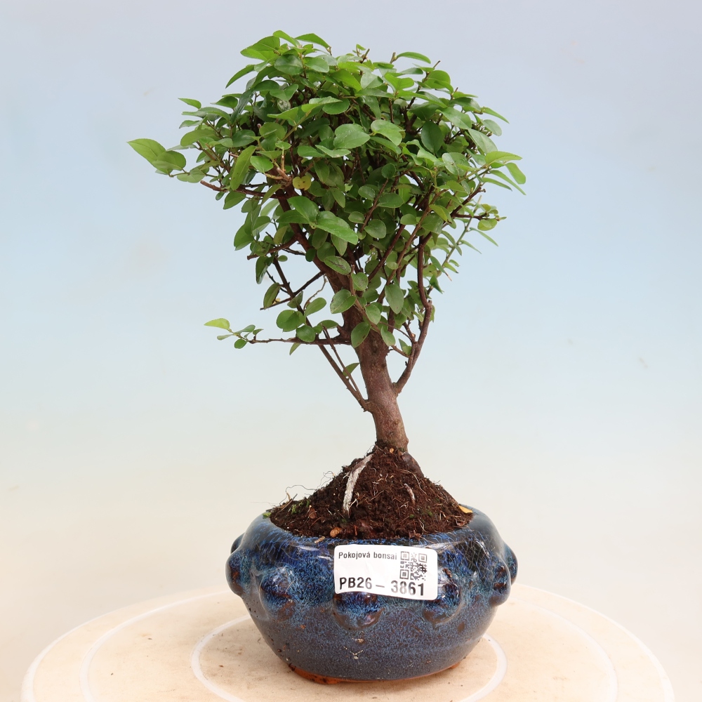 Bonsai pokojowe - Sageretia thea - Sageretia thea