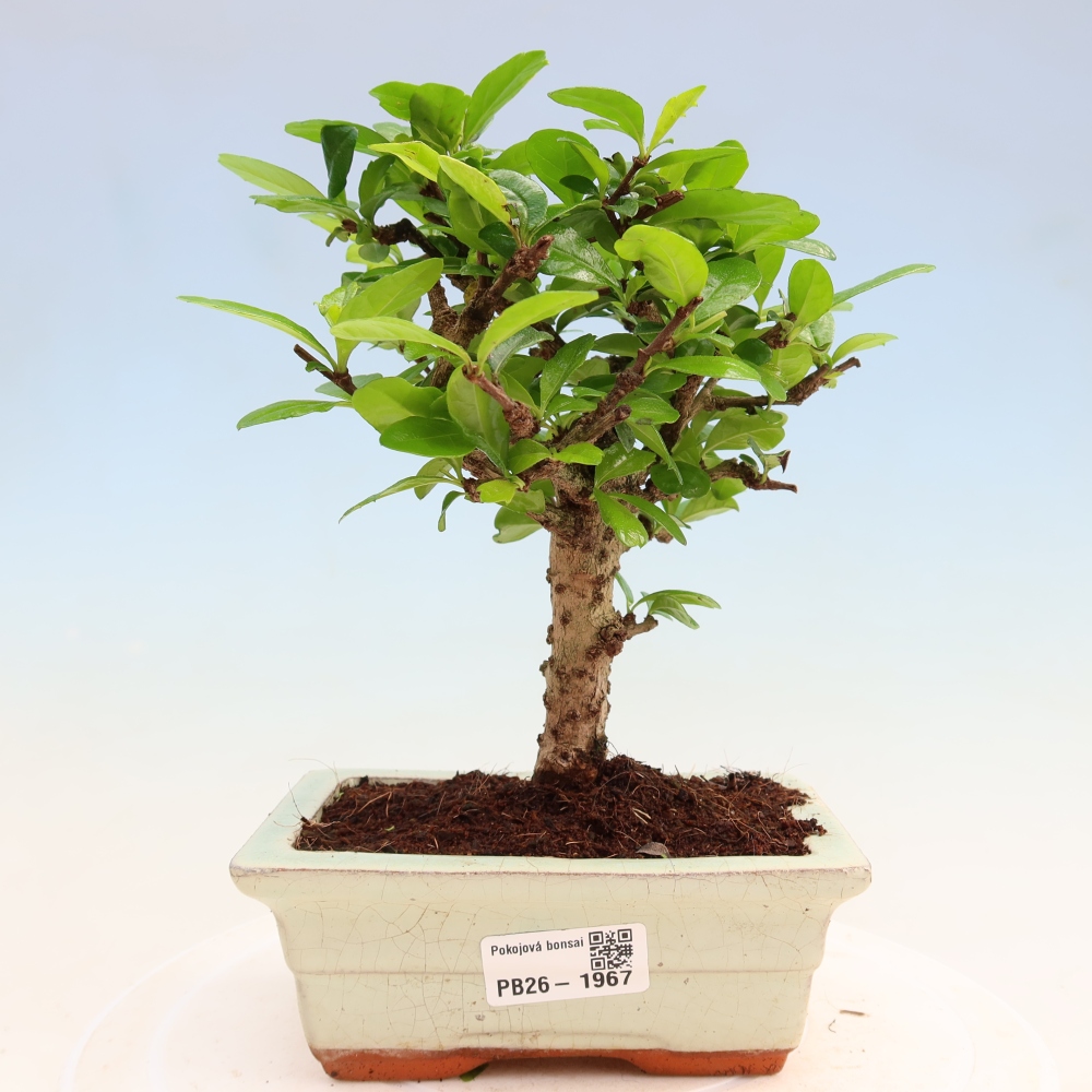 Bonsai pokojowe - Carmona macrophylla - Tea fuki