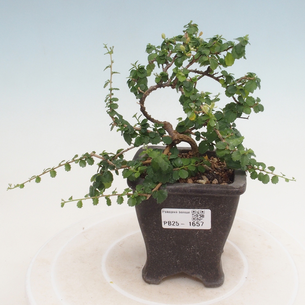 Bonsai wewnętrzne - Grewia sp. - Grewie drobnolistne
