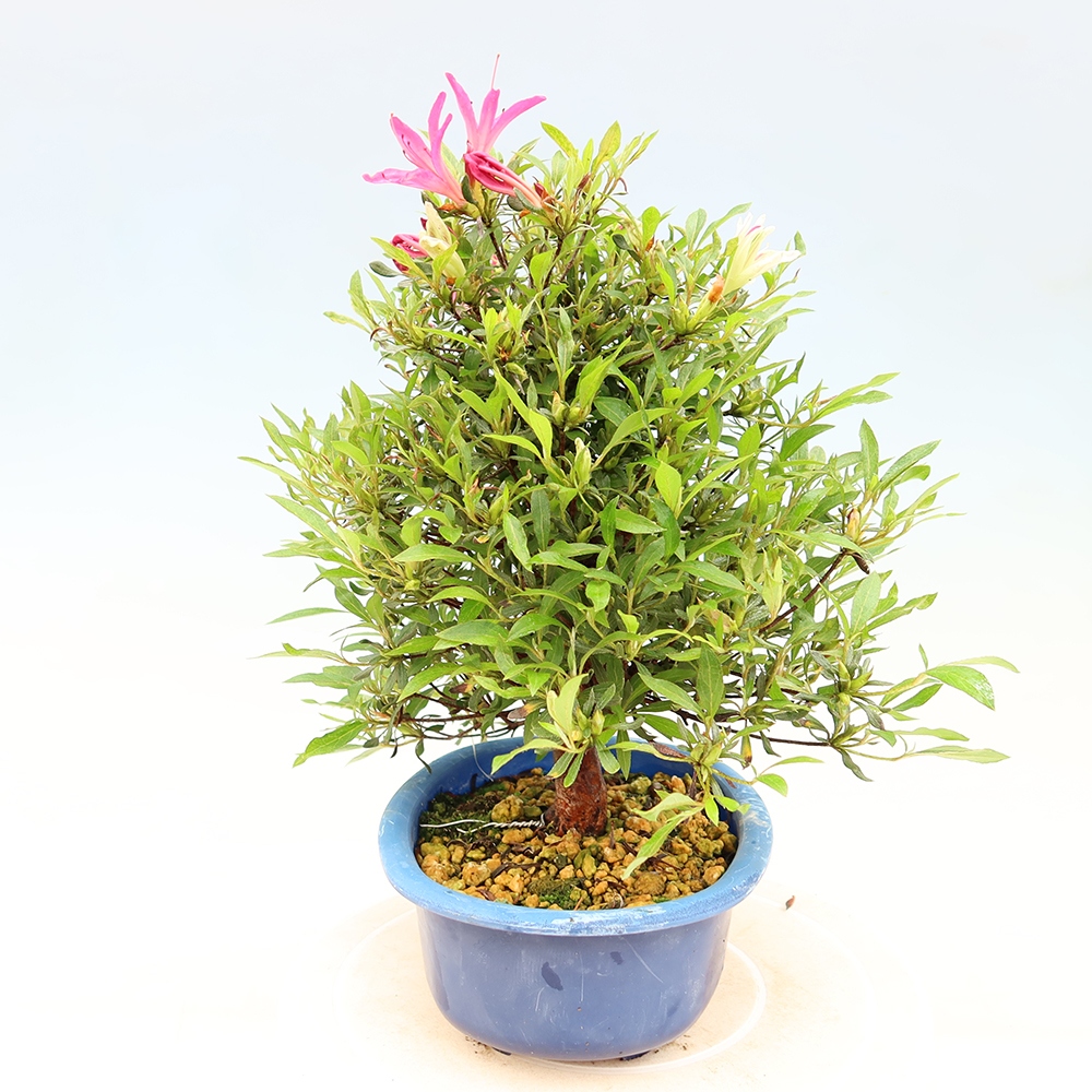 Bonsai zewnętrzne - Azalia japońska - Azalea Ryusen