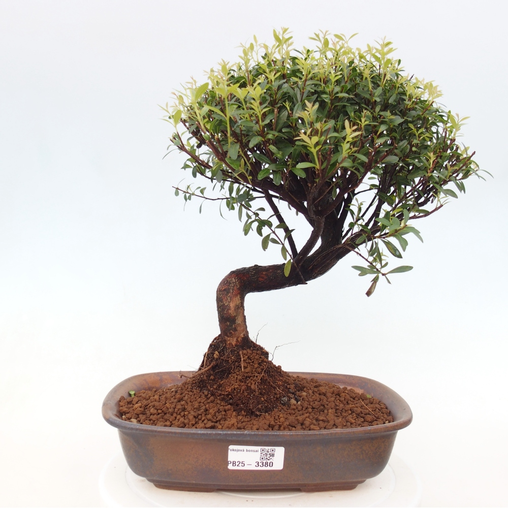 Pokój bonsai - Syzygium - Pimento