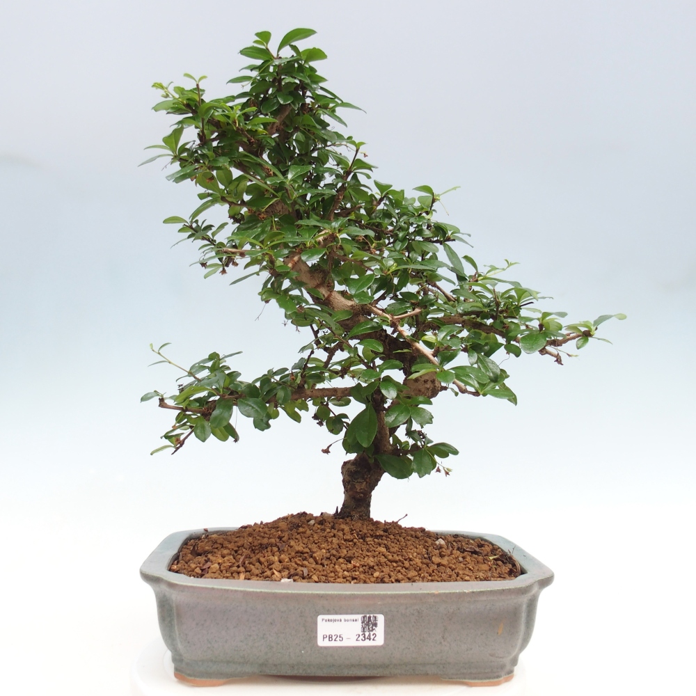 Pokój bonsai - Carmona macrophylla - Tea fuki