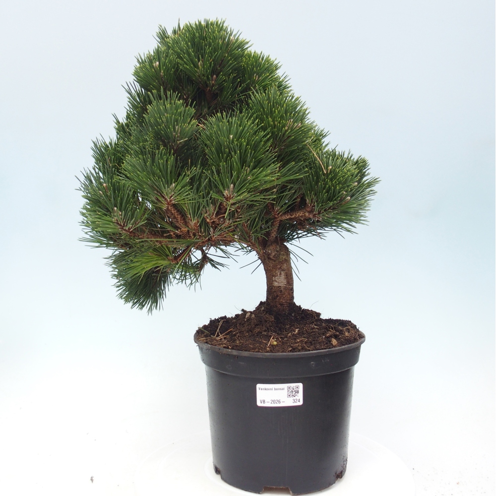 Outdoor bonsai - Pinus thunbergii senjyumaru - Sosna Thunberga