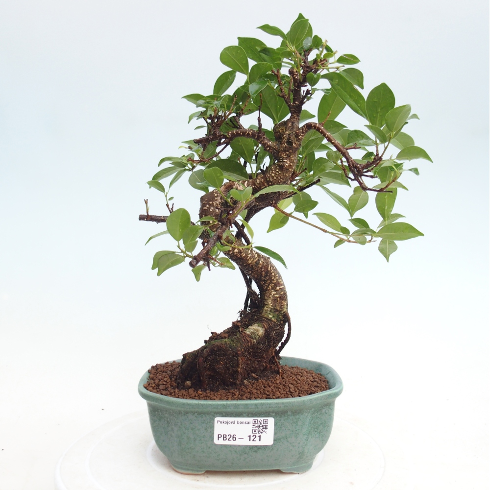 Pokój bonsai - Ficus retusa - figowiec drobnolistny