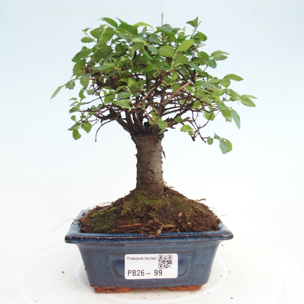 Pokój bonsai - Ulmus parvifolia - Wiąz drobnolistny
