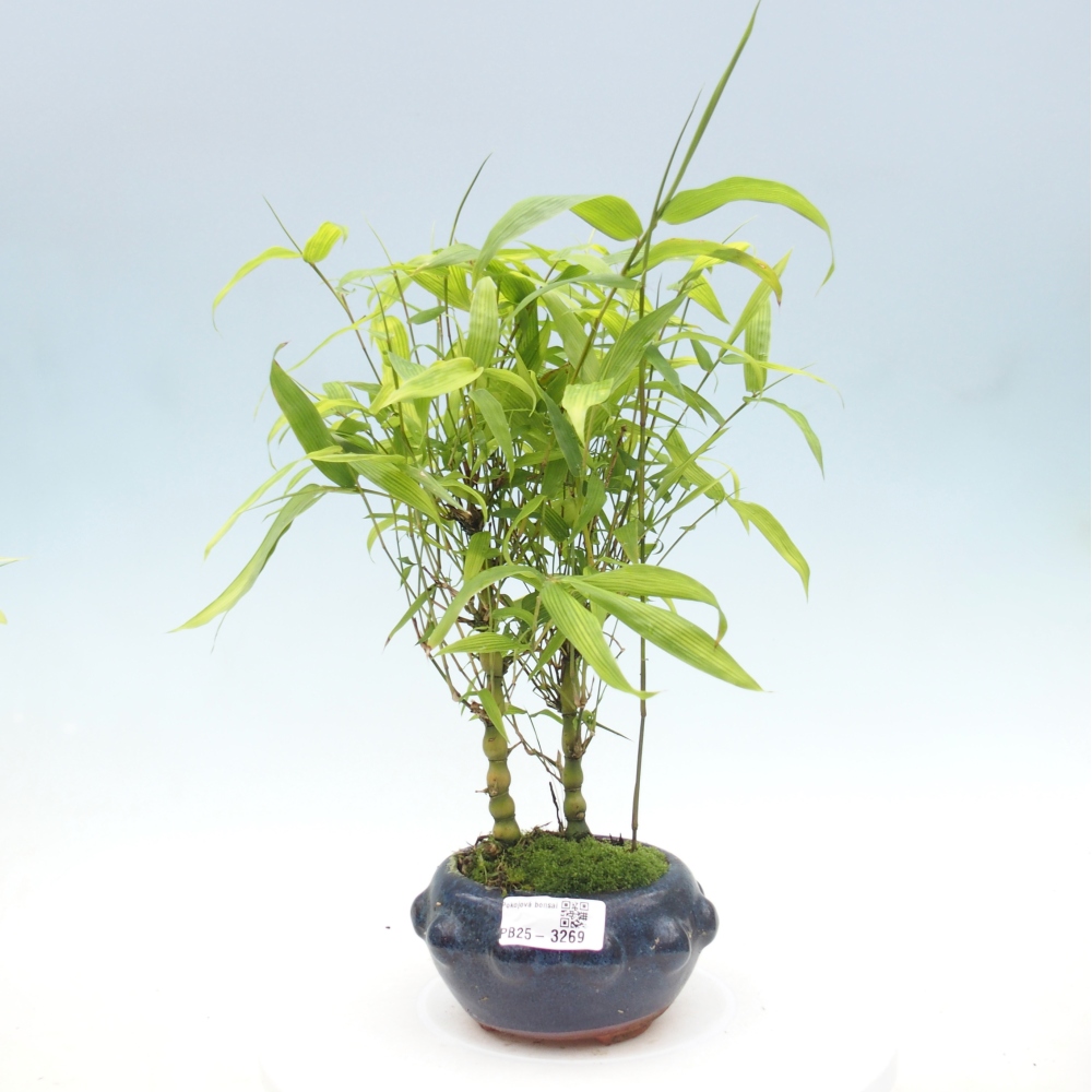 Room bonsai - Bamboo budha - Bamboo budha belly