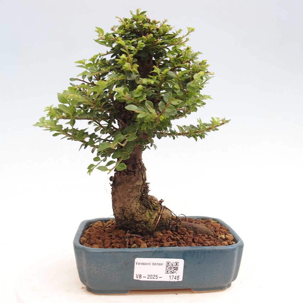 Bonsai zewnętrzne - Ulmus parvifolia Hokkaido - wiąz chiński