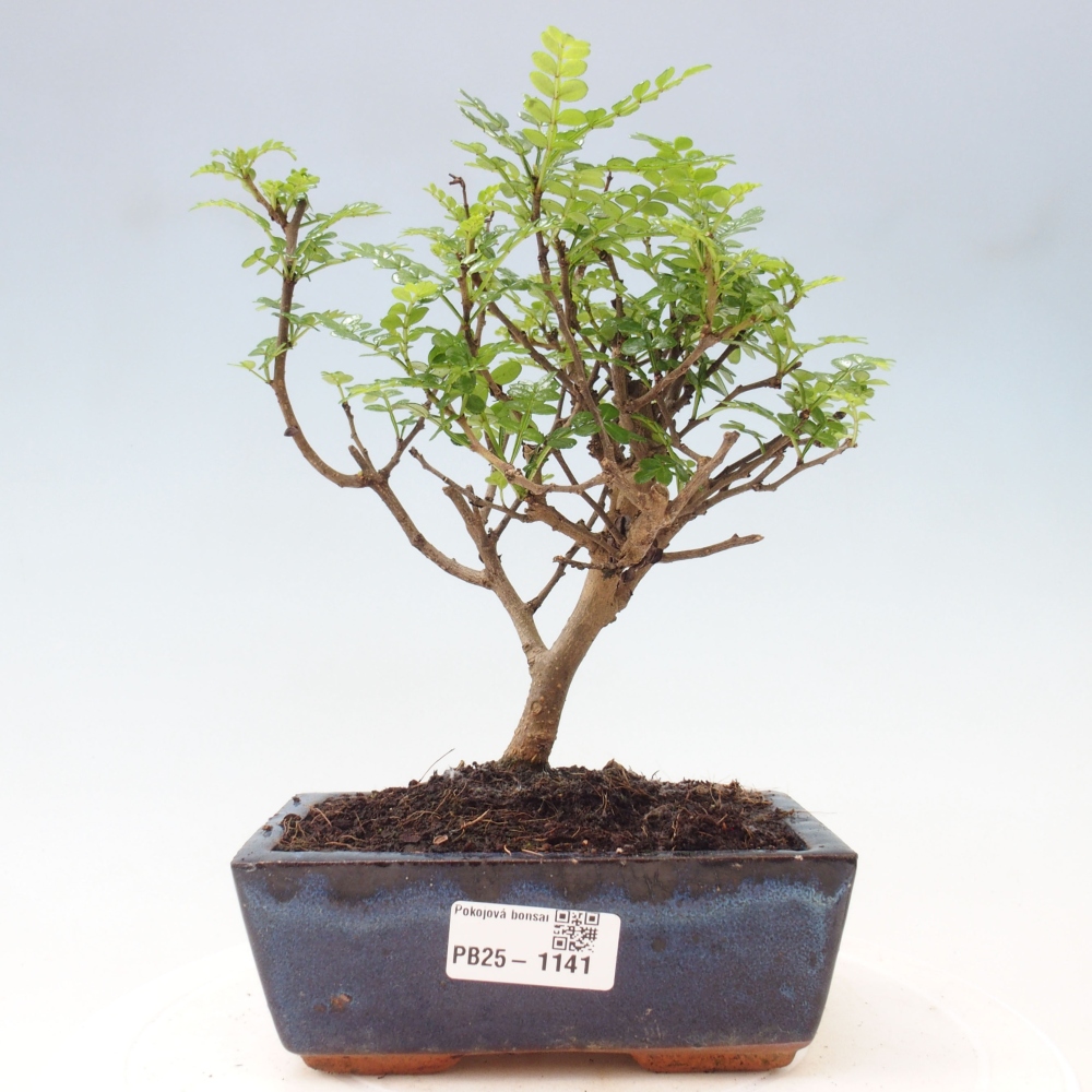 Kryty bonsai - Zantoxylum piperitum - Mięta pieprzowa