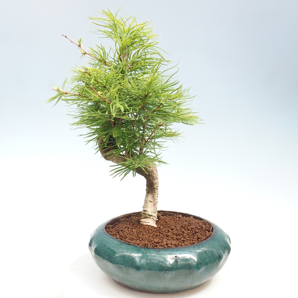 Outdoor bonsai - Dandelion - Pseudolarix amabis