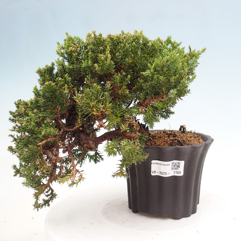 Bonsai na świeżym powietrzu - Juniperus procumbens - Jałowiec prostaty