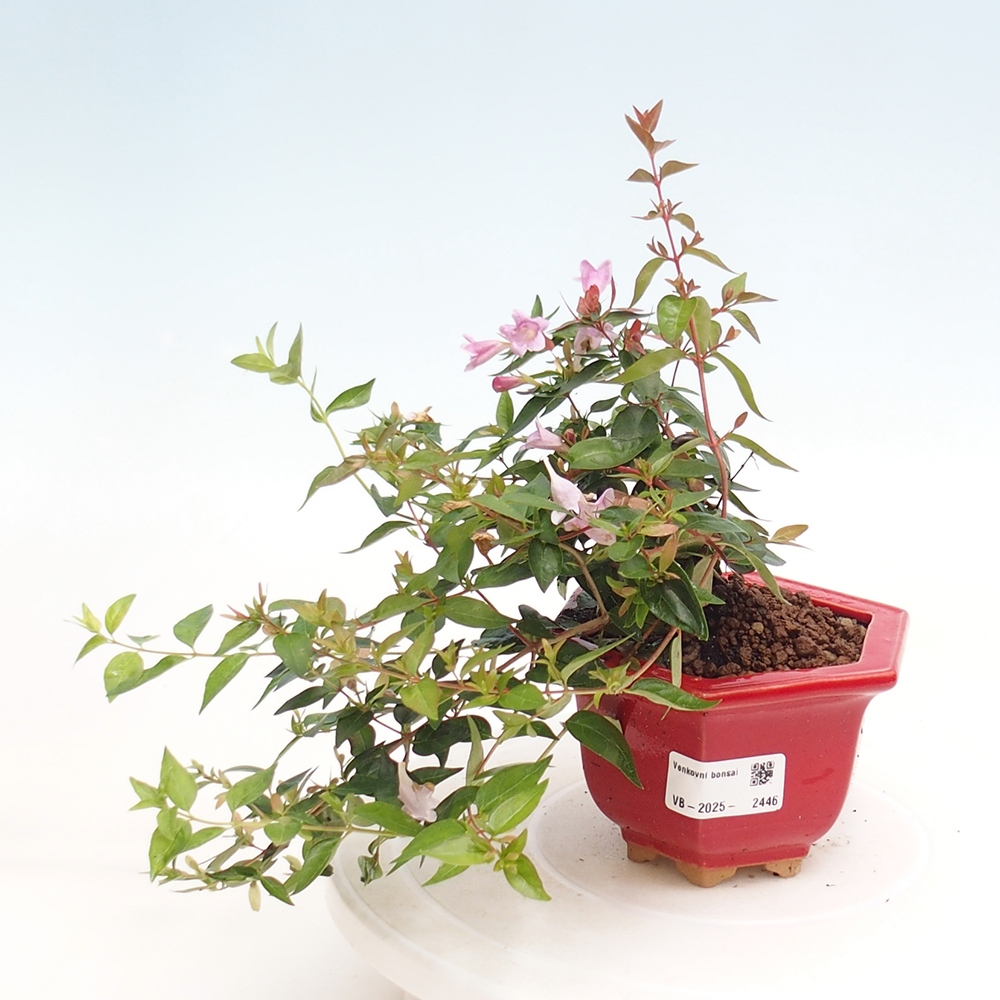 Bonsai zewnętrzne - Abelia Grandiflora - Abelia grandiflora