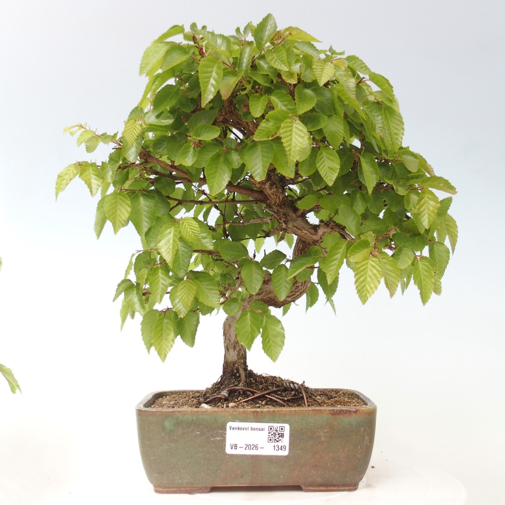 Outdoor bonsai - Carpinus CARPINOIDES - grab koreański