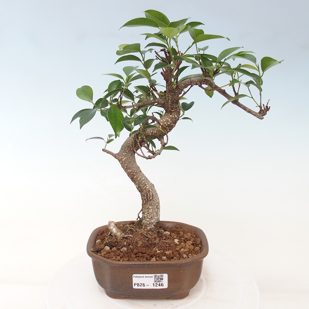 Pokój bonsai - Ficus retusa - figowiec drobnolistny