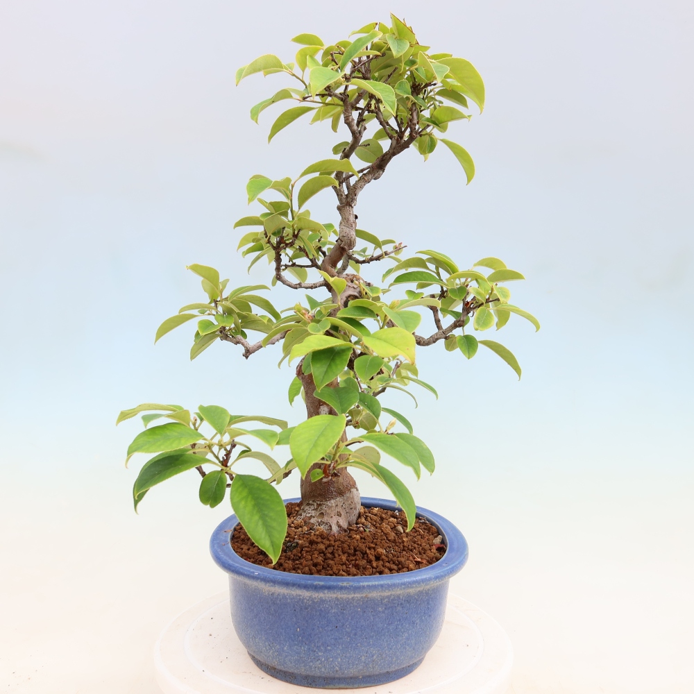 Outdoor bonsai - Pseudocydonia sinensis - pigwa chińska