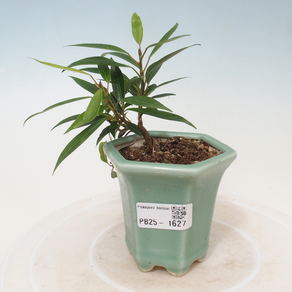 Bonsai wewnętrzne - Ficus nerifolia - figowiec drobnolistny