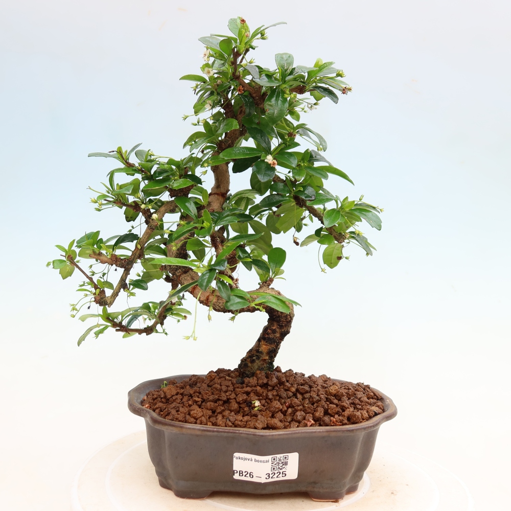 Bonsai pokojowe - Carmona macrophylla - Tea fuki