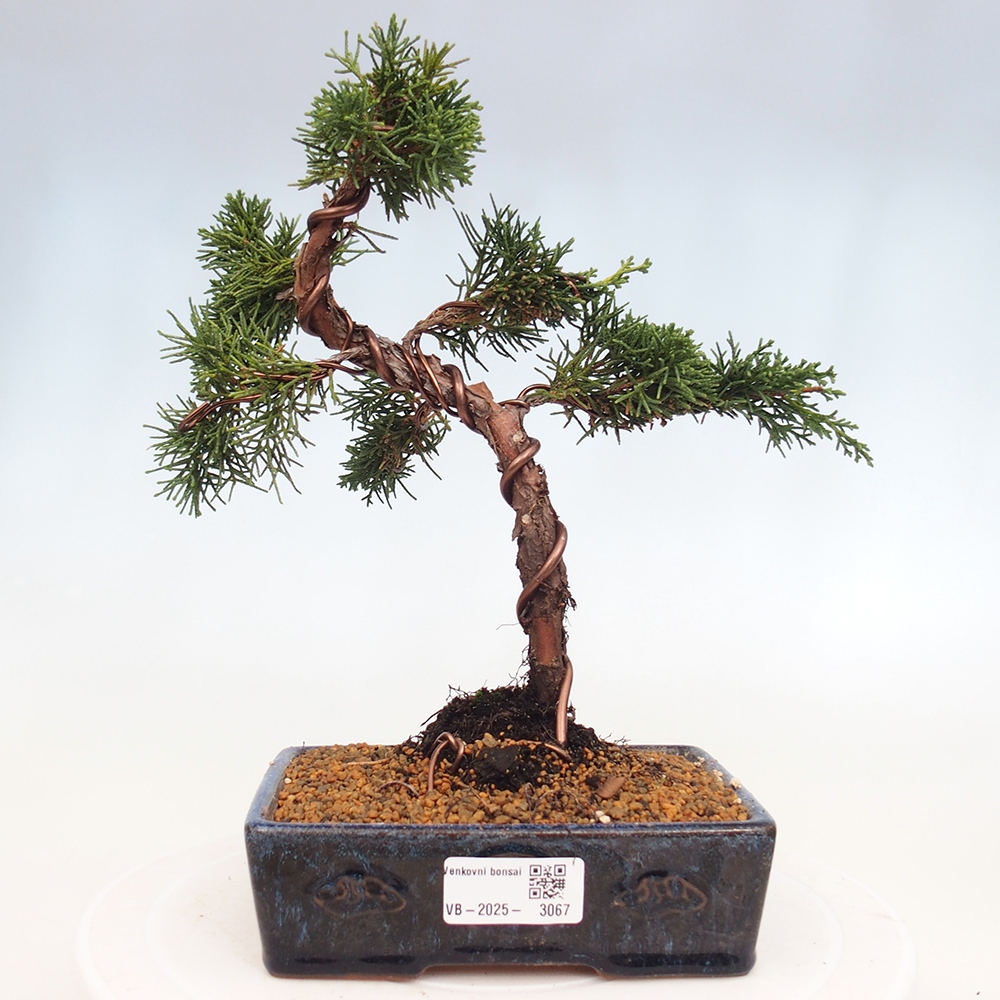 Bonsai zewnętrzne - Juniperus chinensis Kishu - Jałowiec chiński