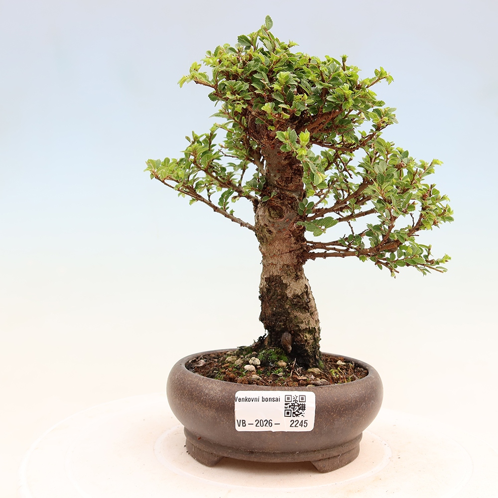 Bonsai ogrodowe – Ulmus parvifolia Sagei – wiąz drobnolistny
