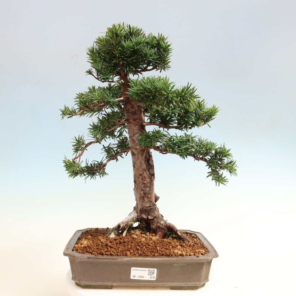 Bonsai ogrodowe – Taxus cuspidata – cis japoński