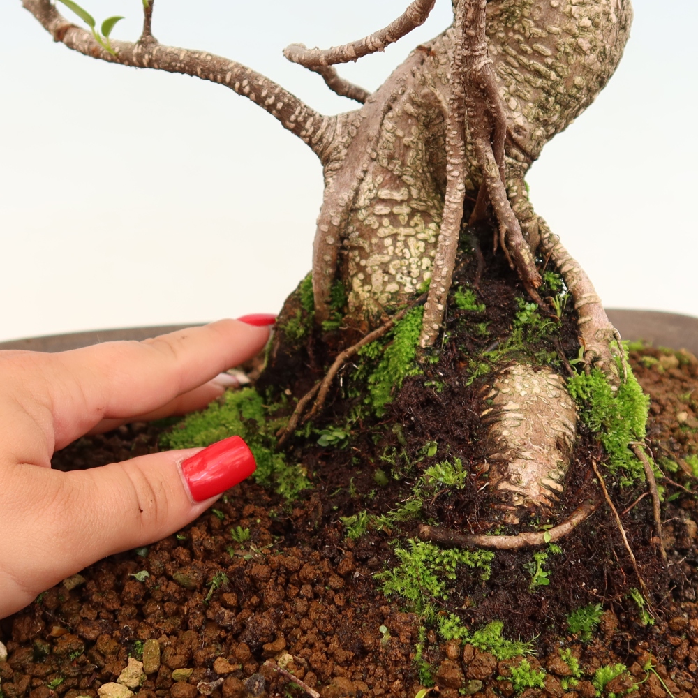 Pokój bonsai - Ficus kimmen - figowiec drobnolistny