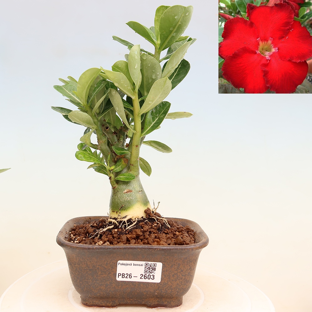 Bonsai pokojowe – Adenium obesum Red Star – Róża pustynna