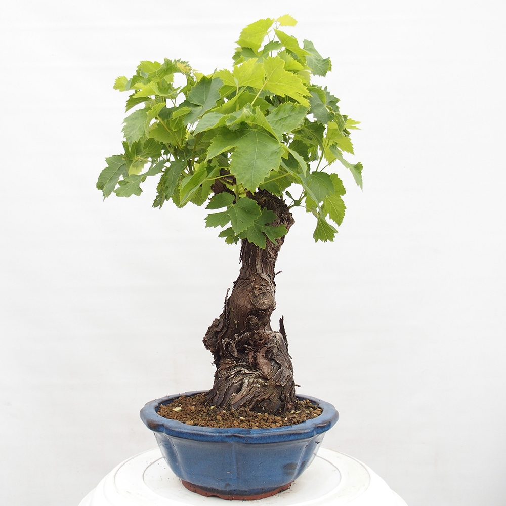 Bonsai plenerowe - Vitis vinnifera MUSKAT ITALIA  - Winorośl