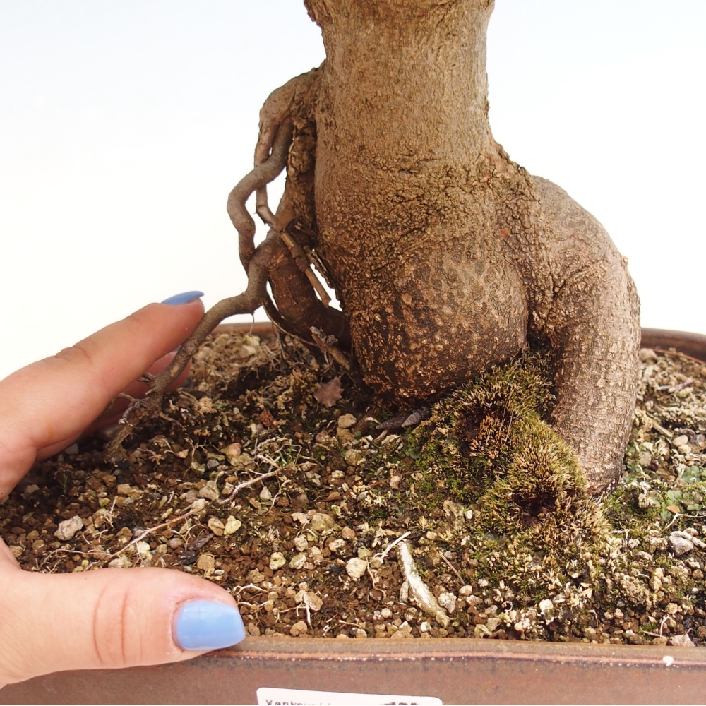 Outdoor bonsai - Maple Buergerianum - Burger Maple