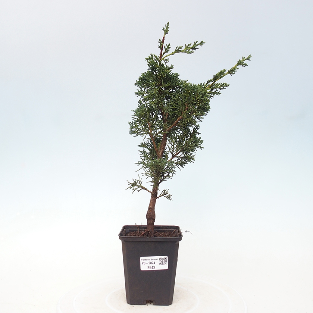 Outdoor bonsai - Juniperus chinensis Kishu - chiński jałowiec