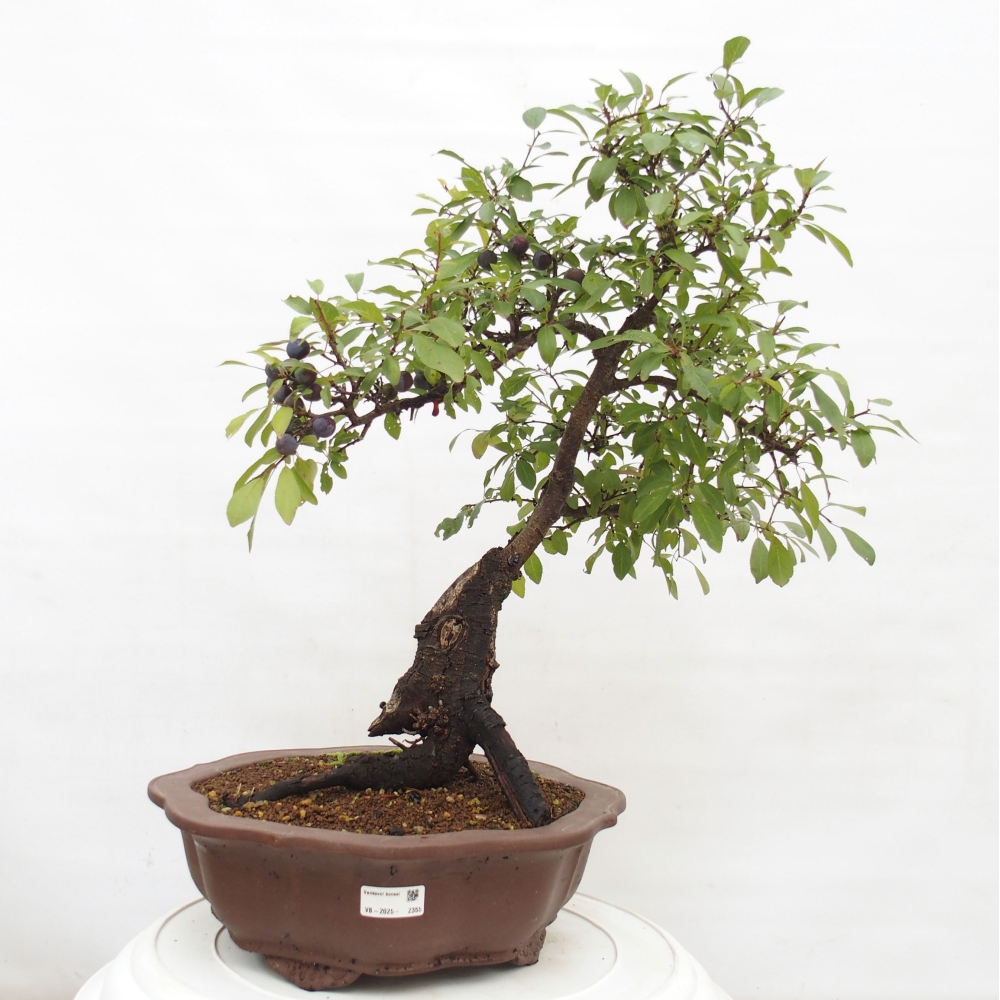 Outdoor bonsai - Prunus spinosa - tarnina
