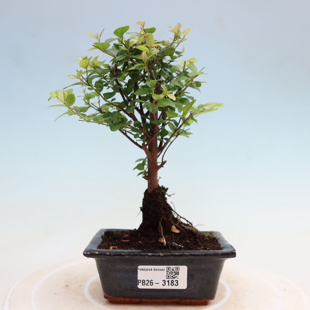 Bonsai pokojowe - Sageretia thea - Sageretia thea