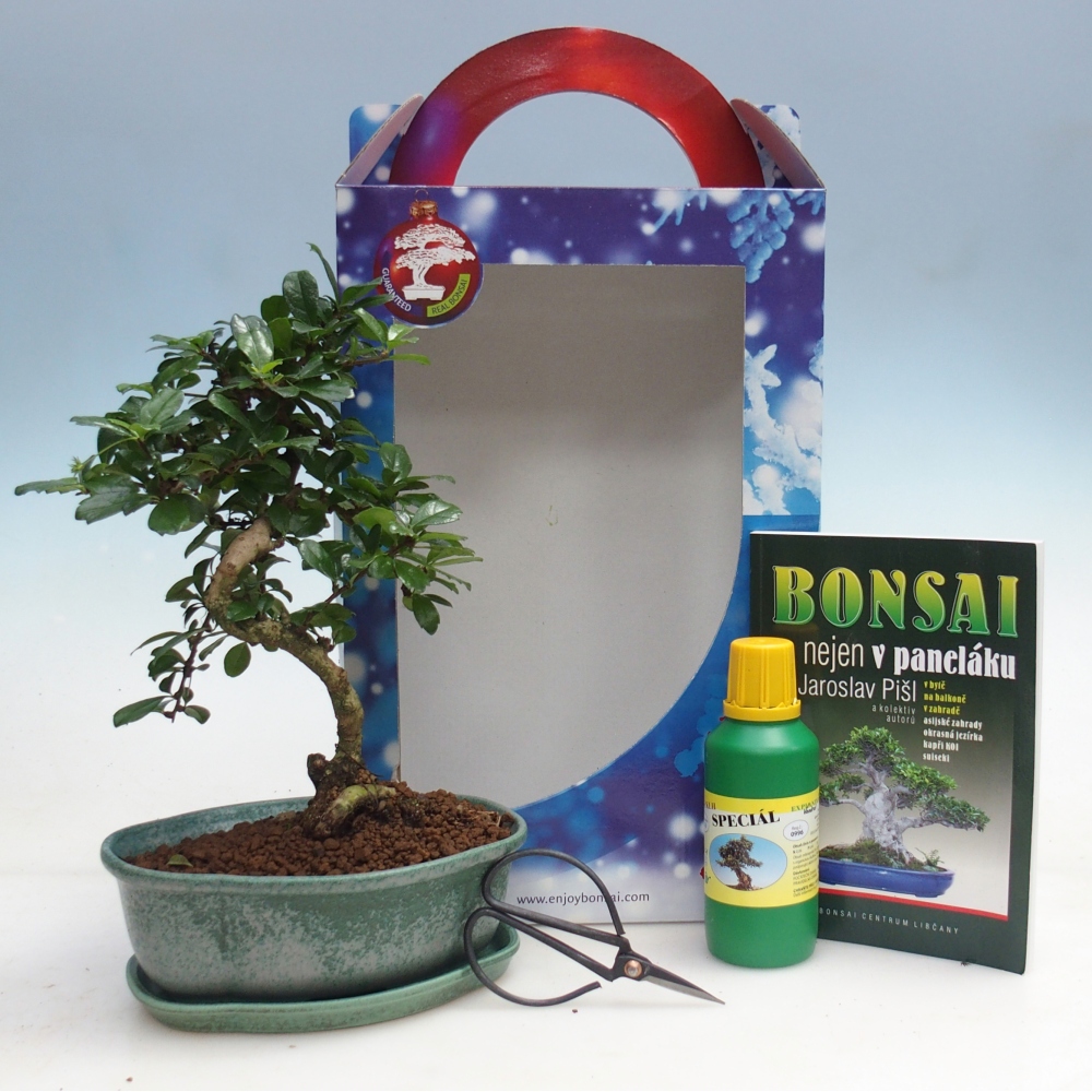 Bonsai pokojowe w pudełku upominkowym Carmona microphylla - Tea fuki