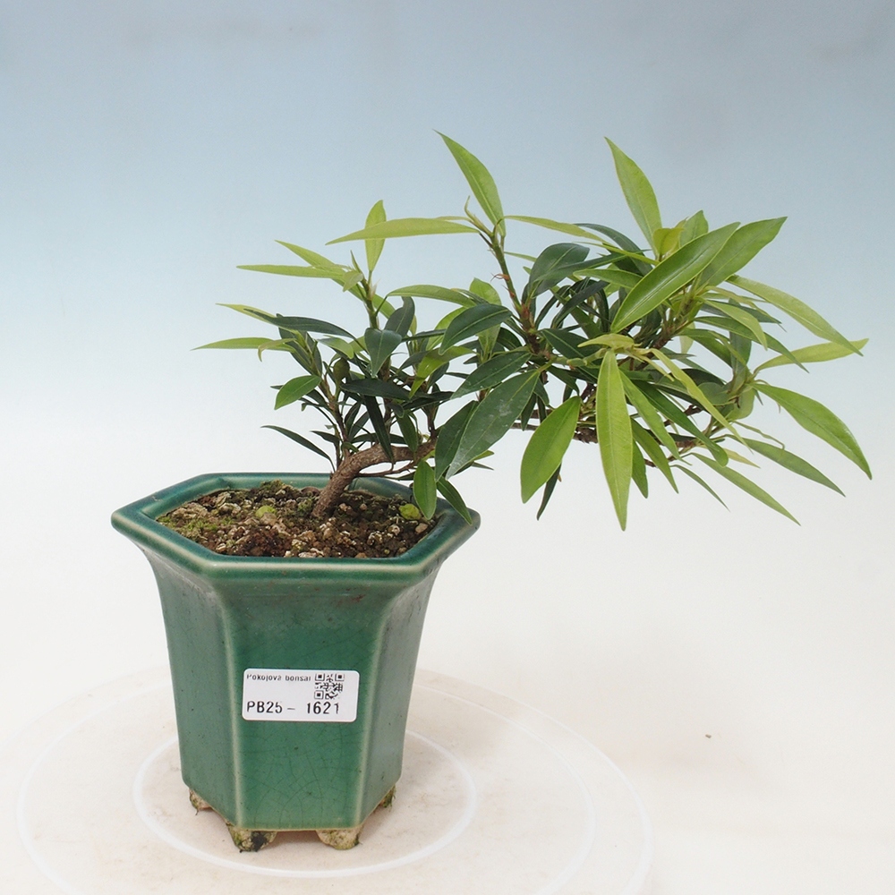 Bonsai wewnętrzne - Ficus nerifolia - figowiec drobnolistny