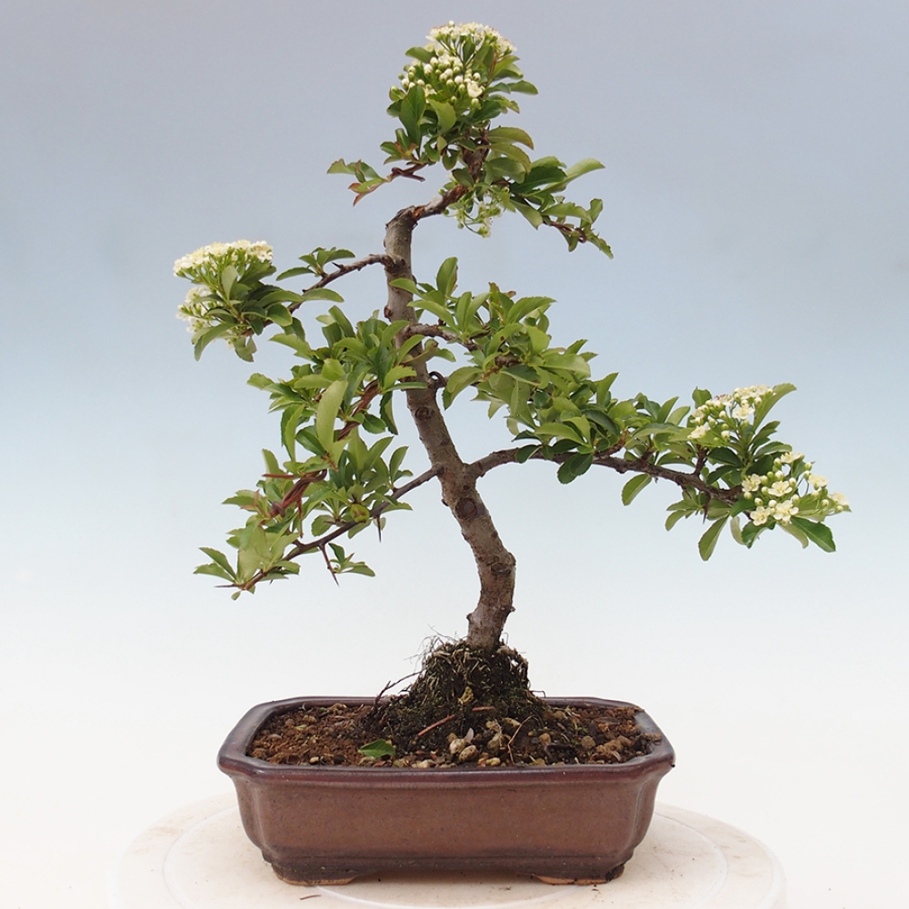 Outdoor Bonsai-Pyracanta Teton-Piekarnia