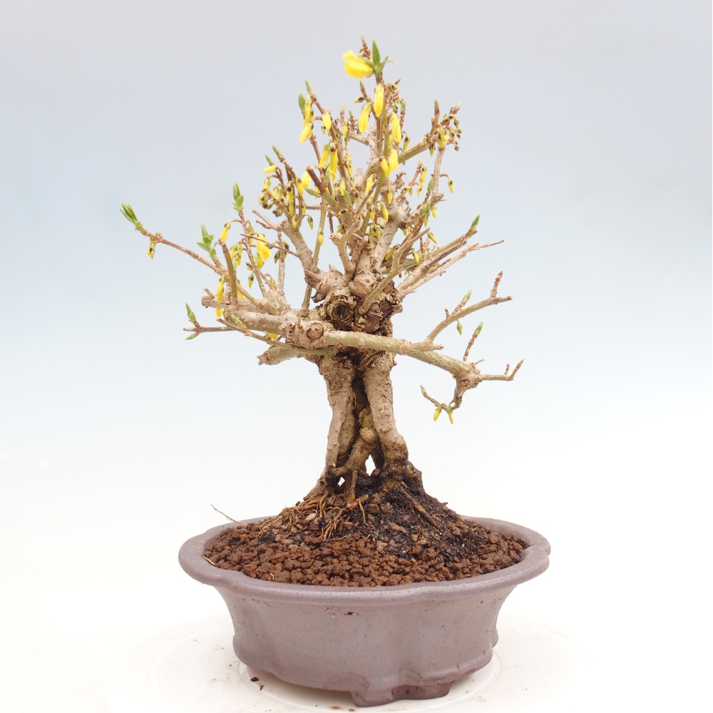 Outdoor bonsai - Zlatice - Forsycja koreańska