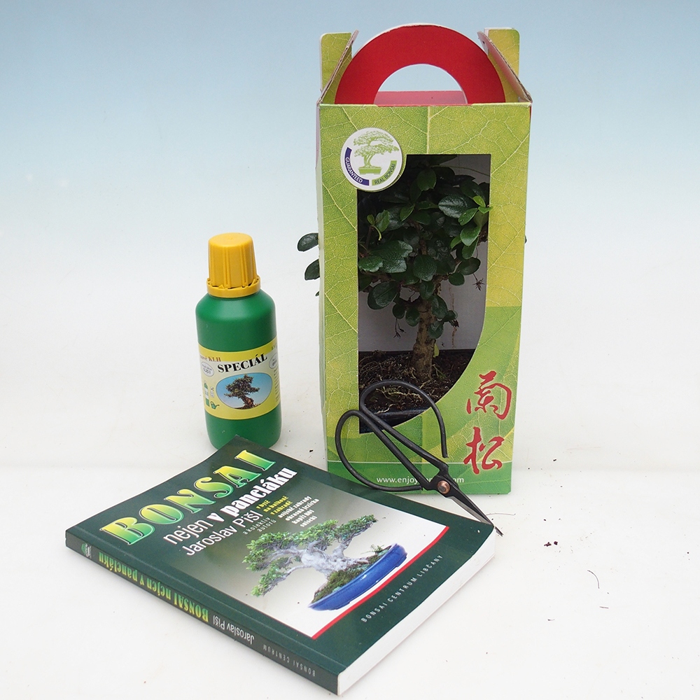 Bonsai pokojowe w pudełku upominkowym Carmona microphylla - Tea fuki