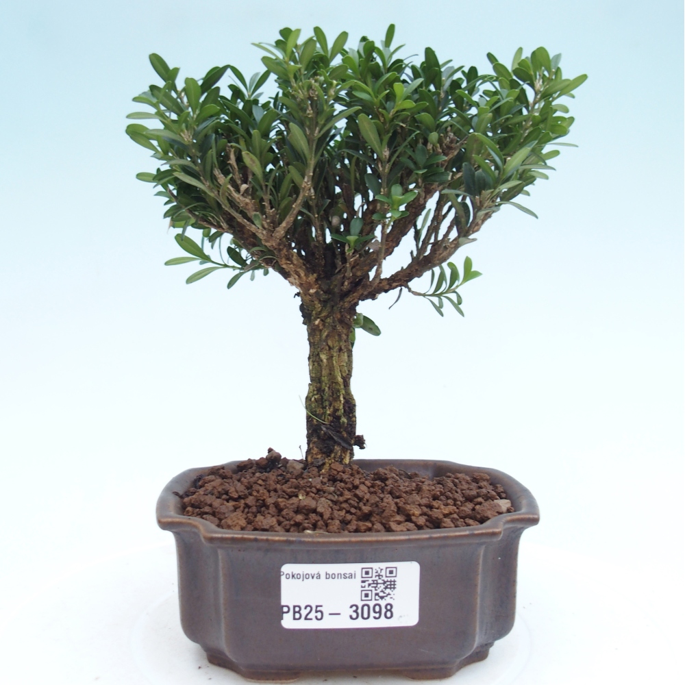 Pokój Bonsai - Buxus harlandii - Bukszpan korkowy