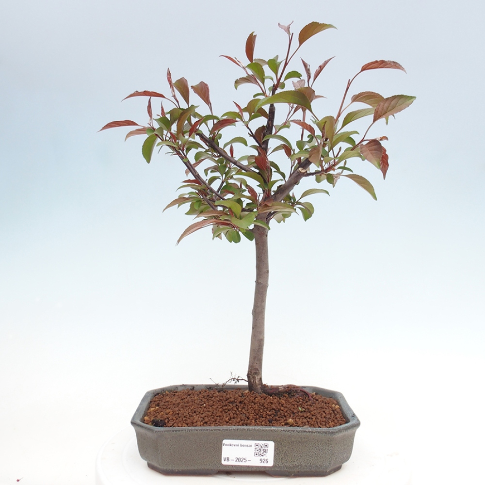 Bonsai zewnętrzne - Malus domowy - Jabłoń czerwonolistna o drobnych owocach