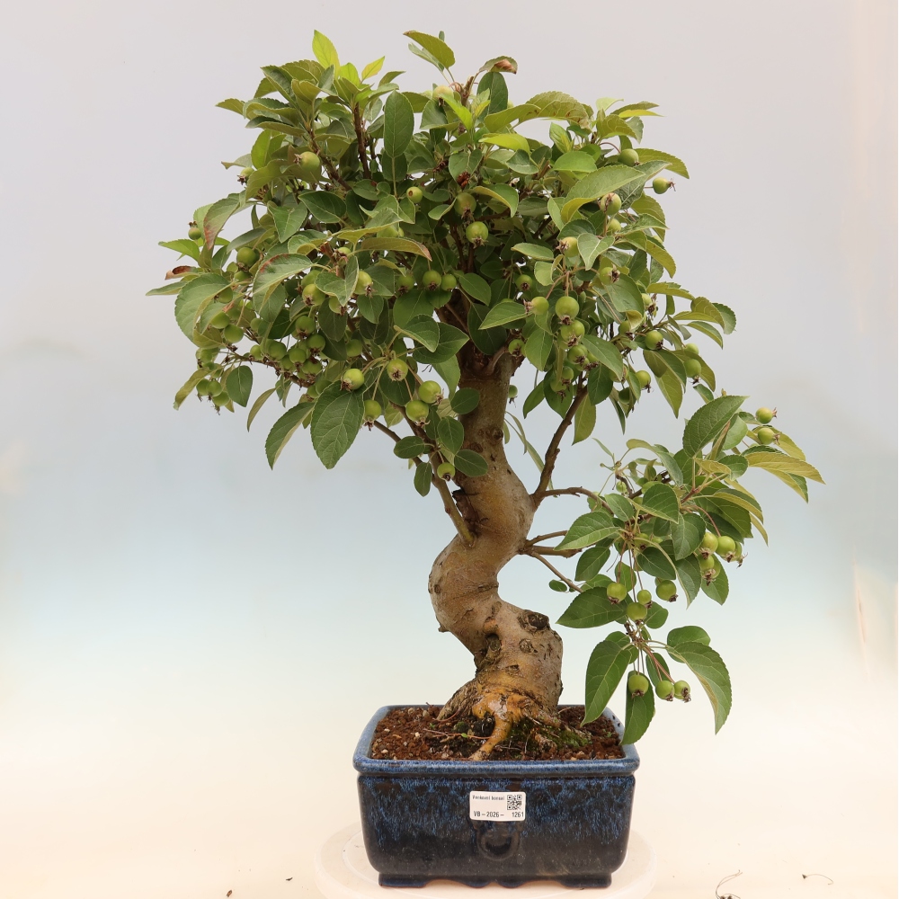 Outdoor bonsai - Malus halliana - Jabłoń drobnoowocowa
