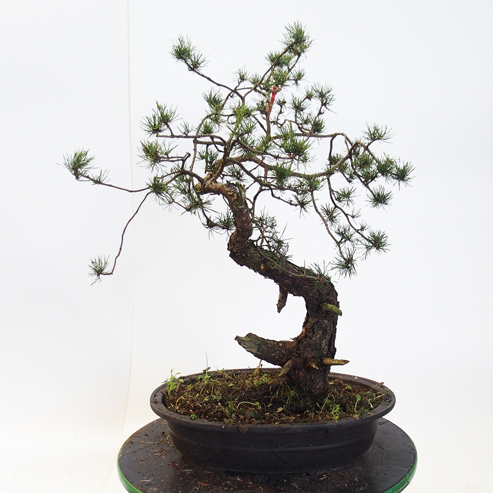 Yamadori - Pinus sylvestris Hiszpania