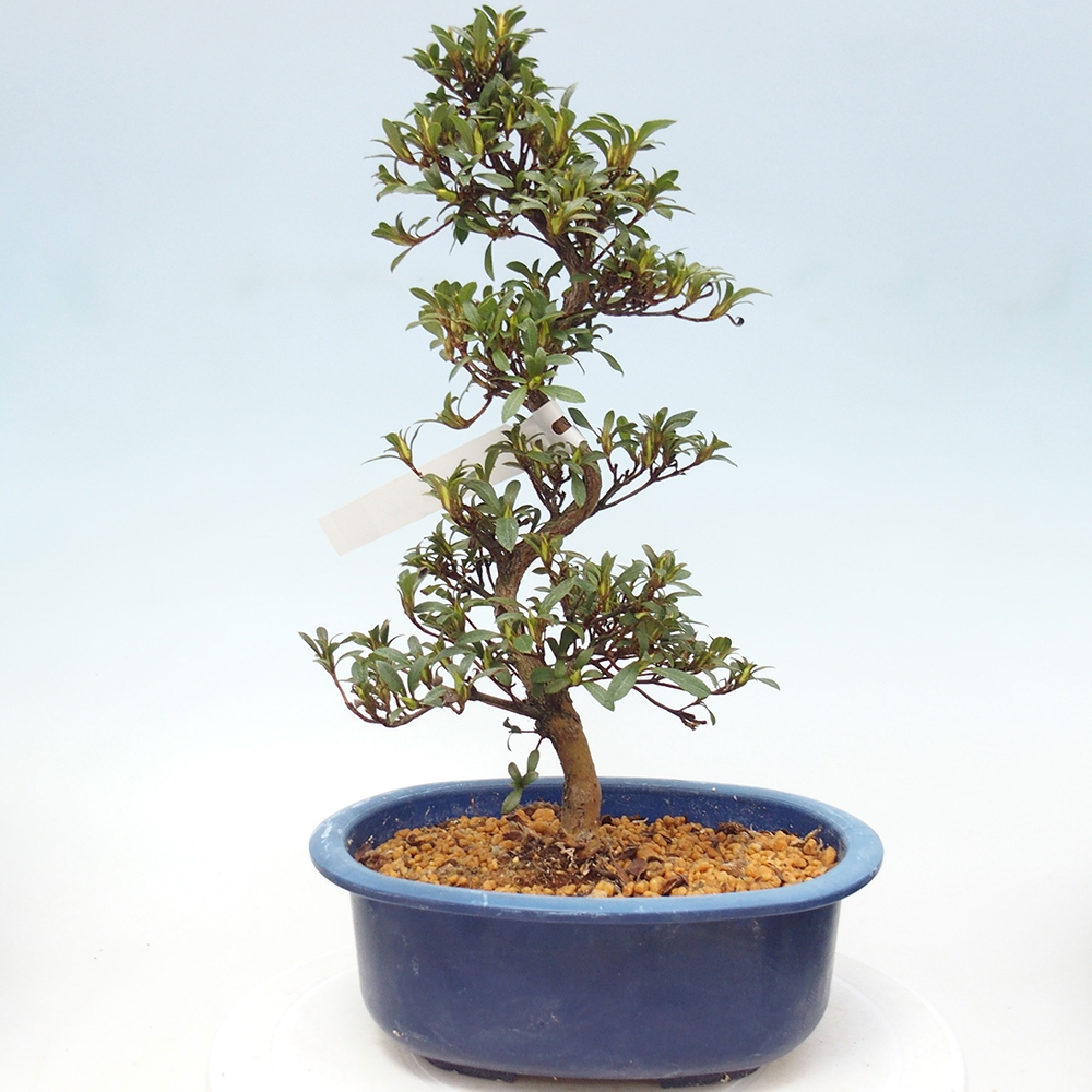Bonsai zewnętrzne - Azalia japońska - Azalia Jukokan