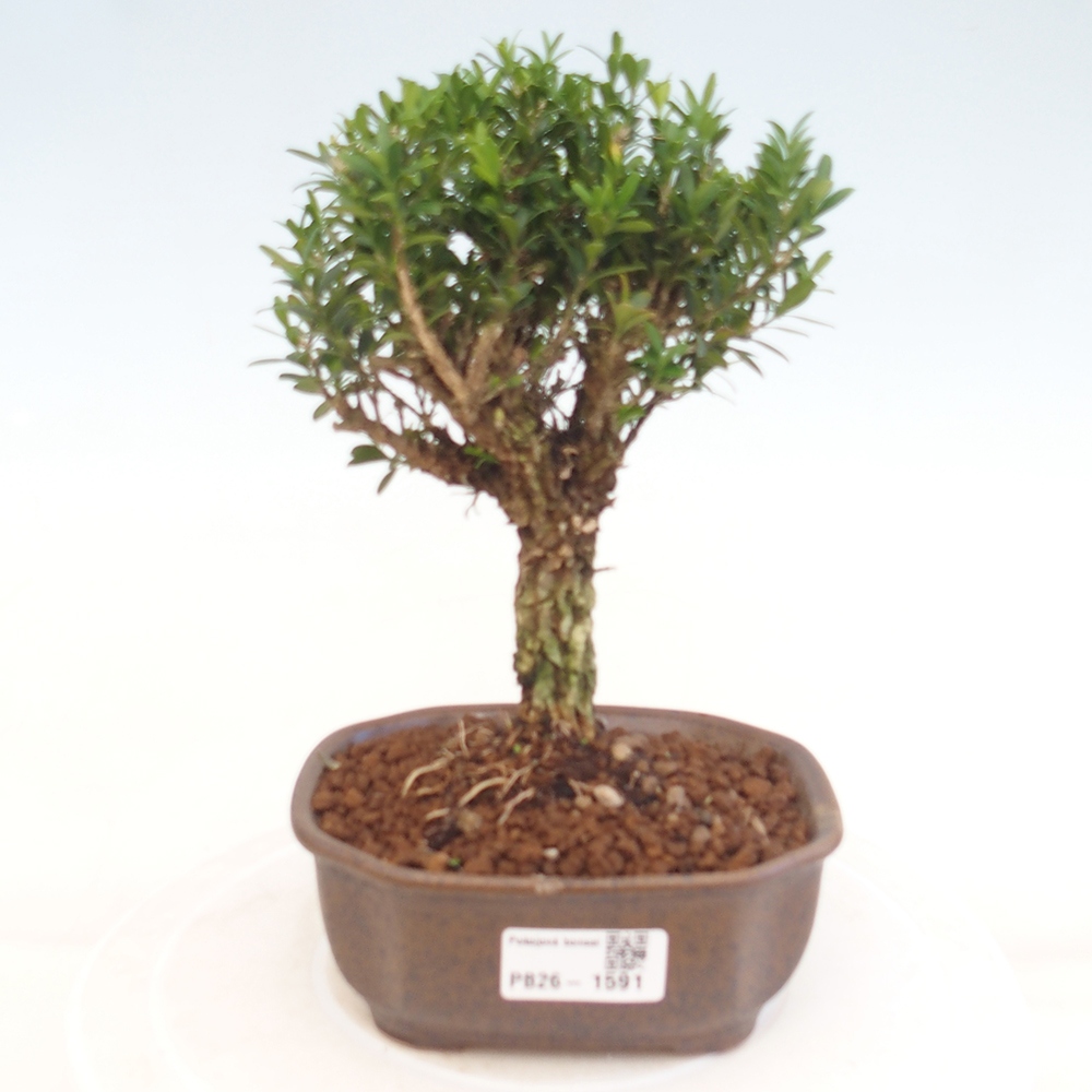 Pokój bonsai - Buxus harlandii - buxus korkowy